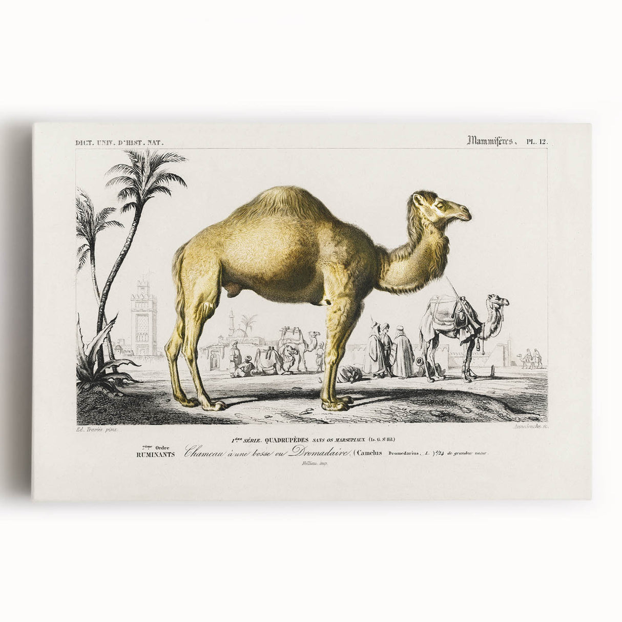 Historic Romantic Art: Camel Illustration - Cultural Romantic Wall Art
