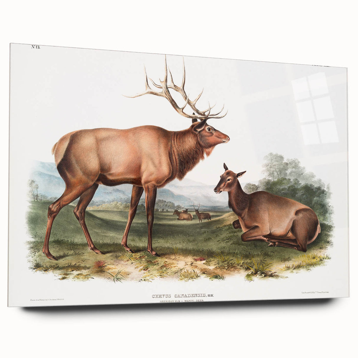 Romantic Art Prints: American Elk - Historic Wildlife Illustration