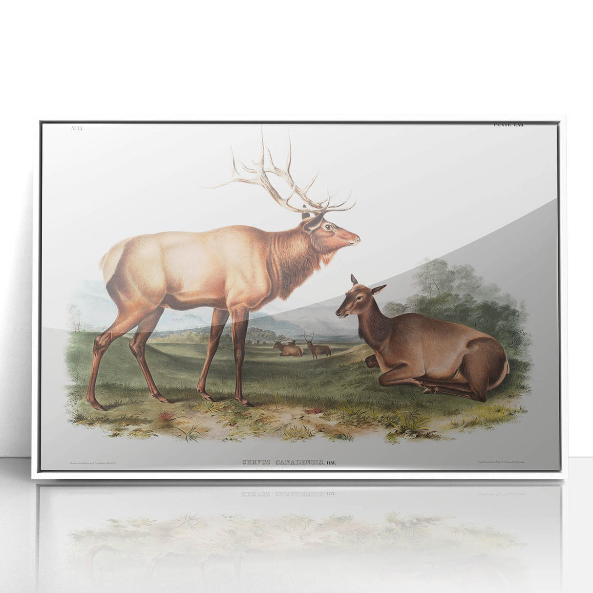 Romantic Art Prints: American Elk - Historic Wildlife Illustration