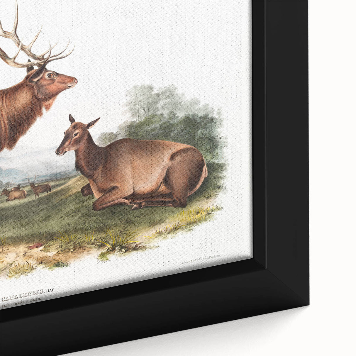 Romantic Art Prints: American Elk - Historic Wildlife Illustration
