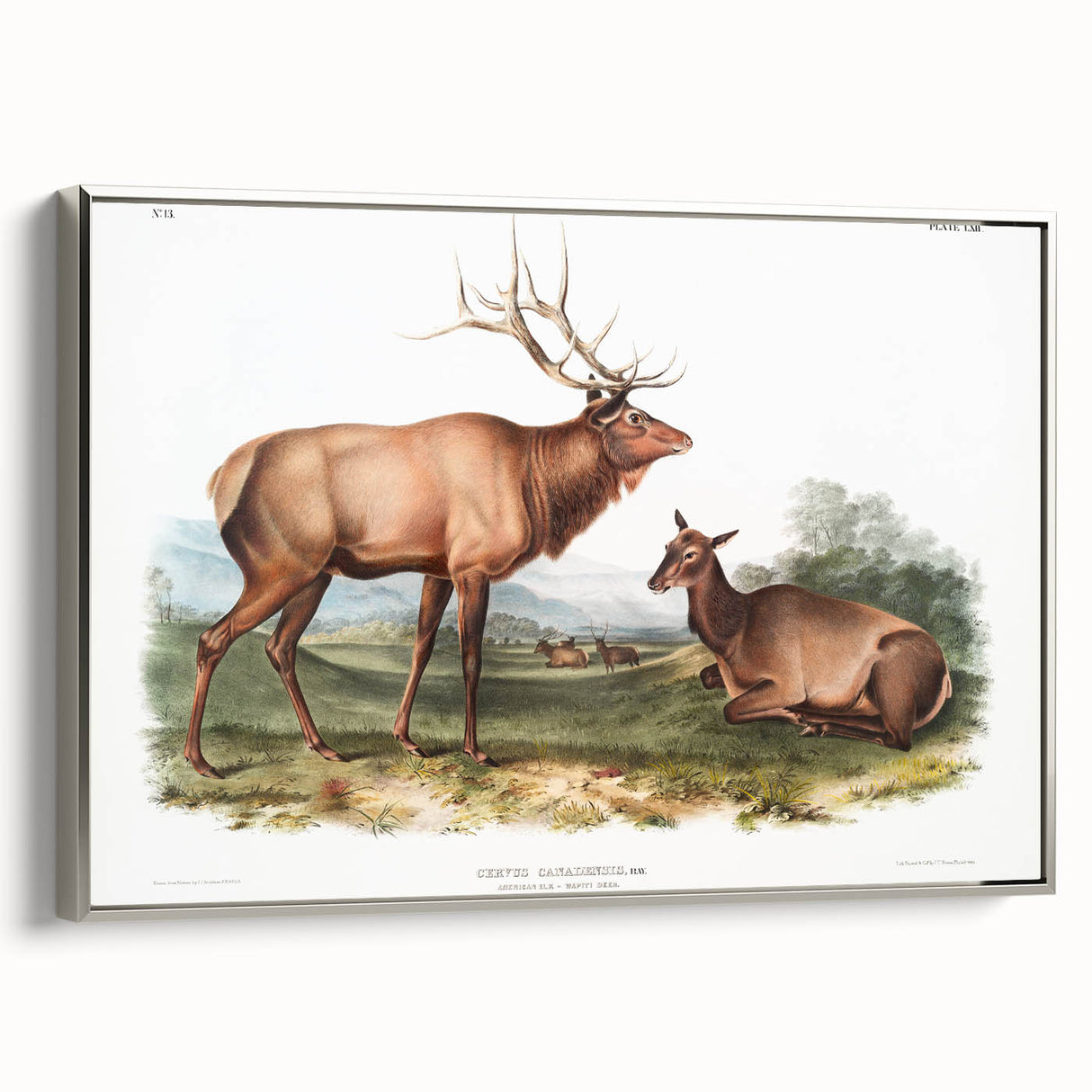 Romantic Art Prints: American Elk - Historic Wildlife Illustration