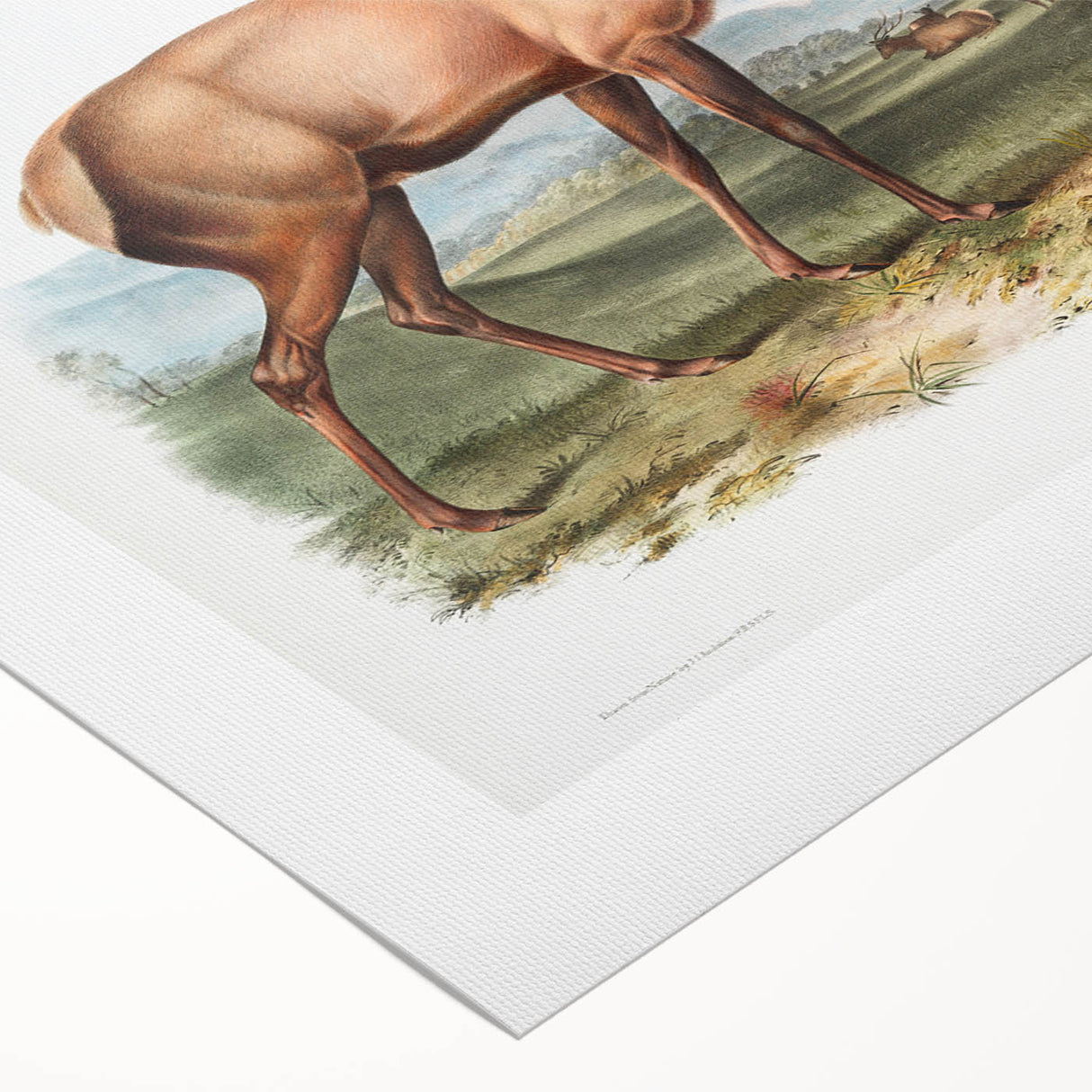 Romantic Art Prints: American Elk - Historic Wildlife Illustration