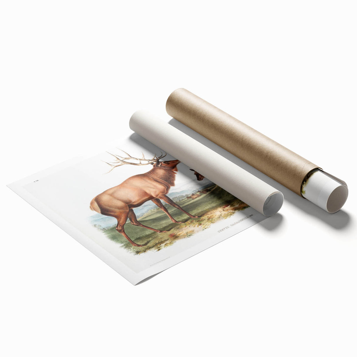 Romantic Art Prints: American Elk - Historic Wildlife Illustration