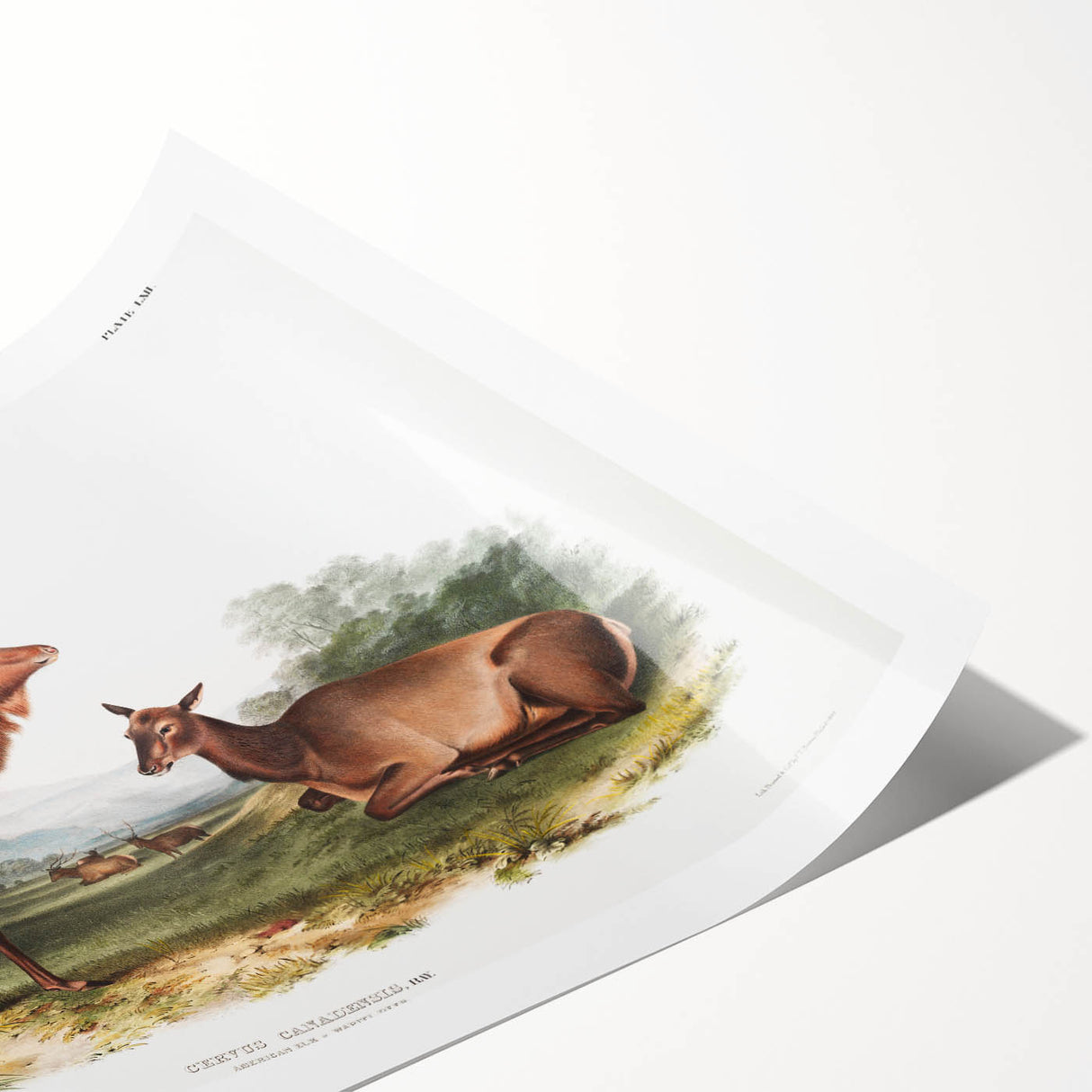 Romantic Art Prints: American Elk - Historic Wildlife Illustration