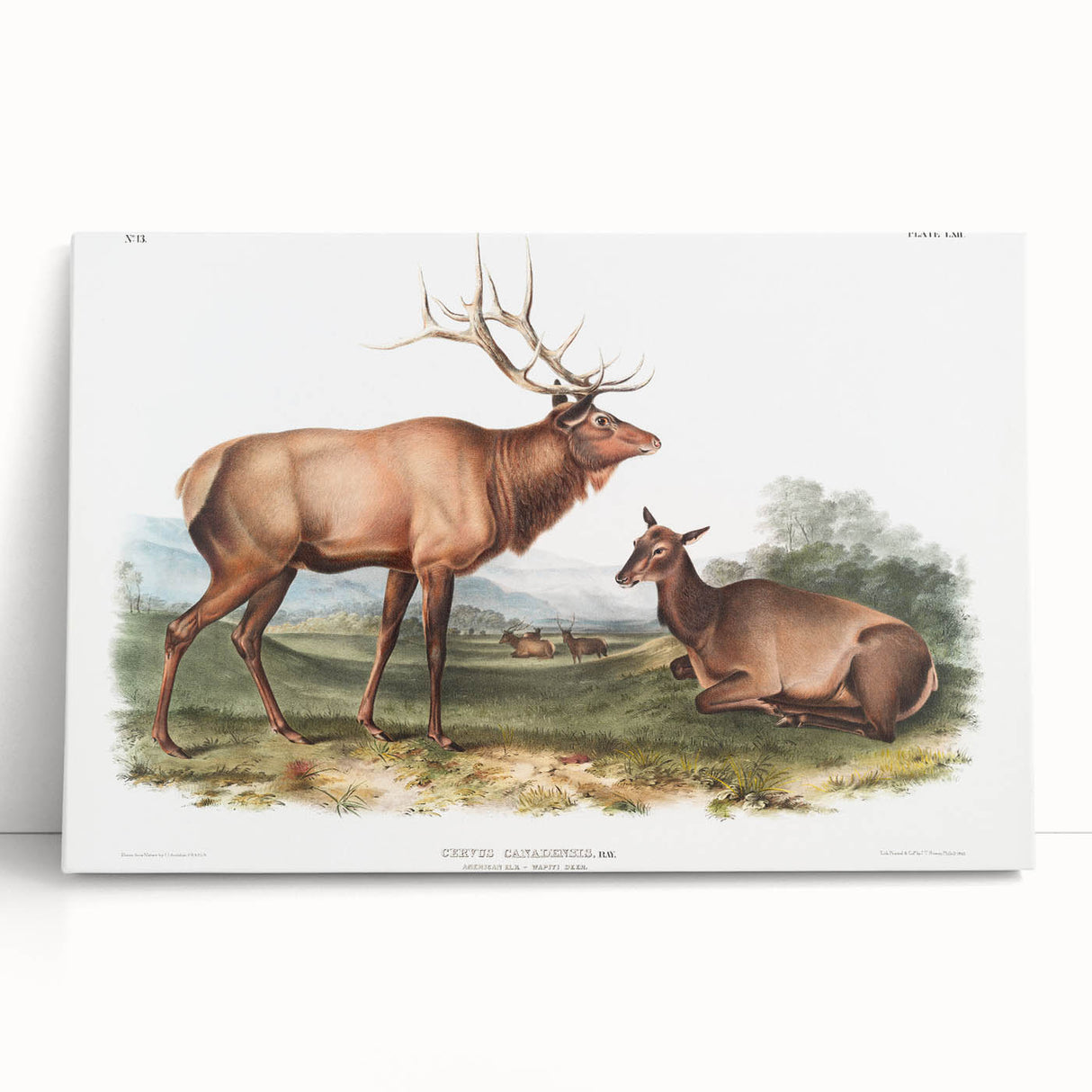 Romantic Art Prints: American Elk - Historic Wildlife Illustration