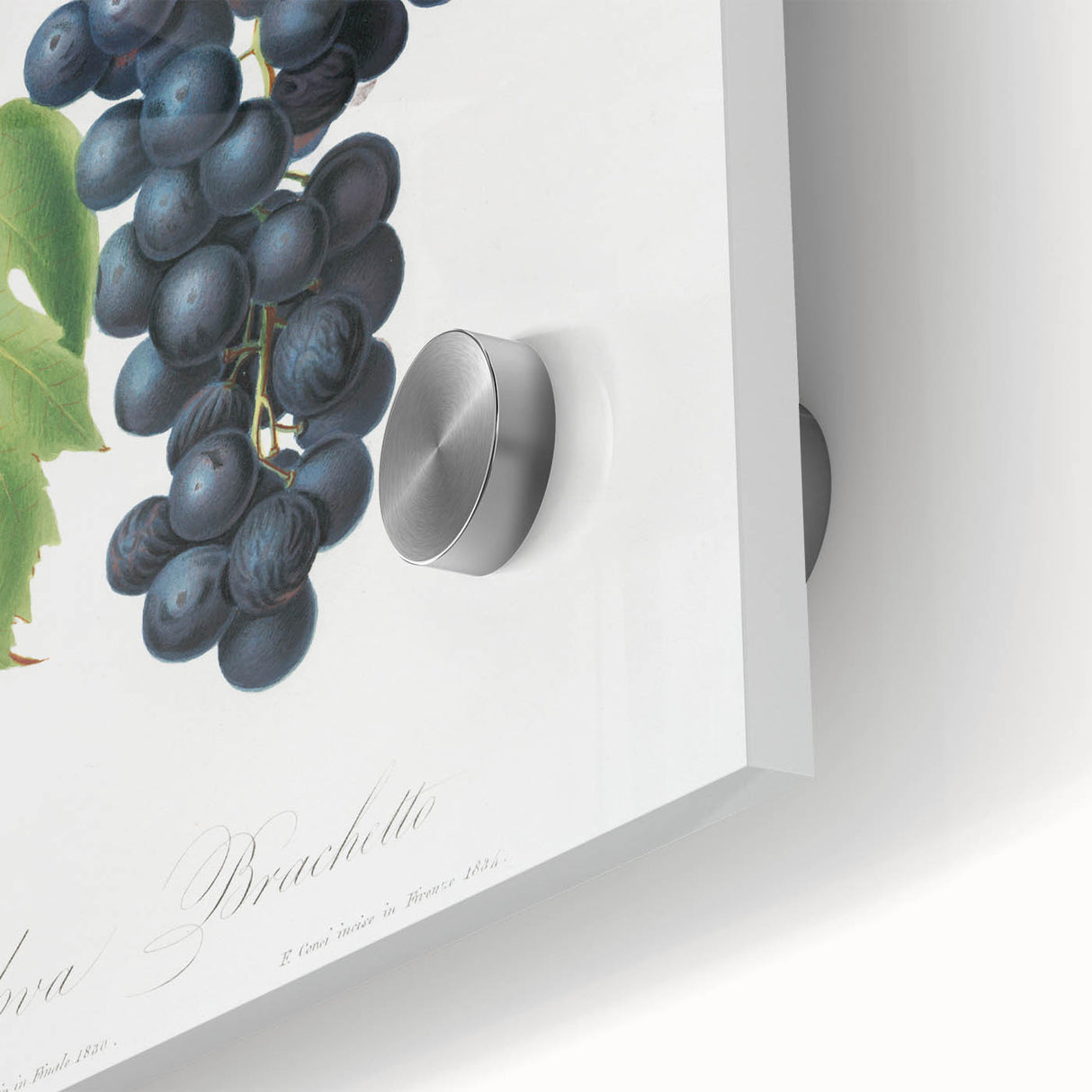 Romanticism Art: Brachetto Grape Botanical Illustration Canvas Print