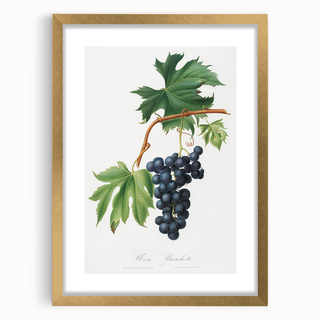 Romanticism Art: Brachetto Grape Botanical Illustration Canvas Print