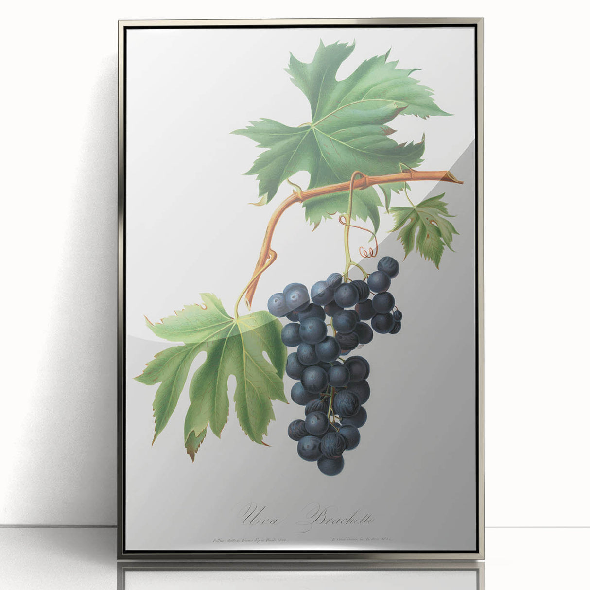 Romanticism Art: Brachetto Grape Botanical Illustration Canvas Print