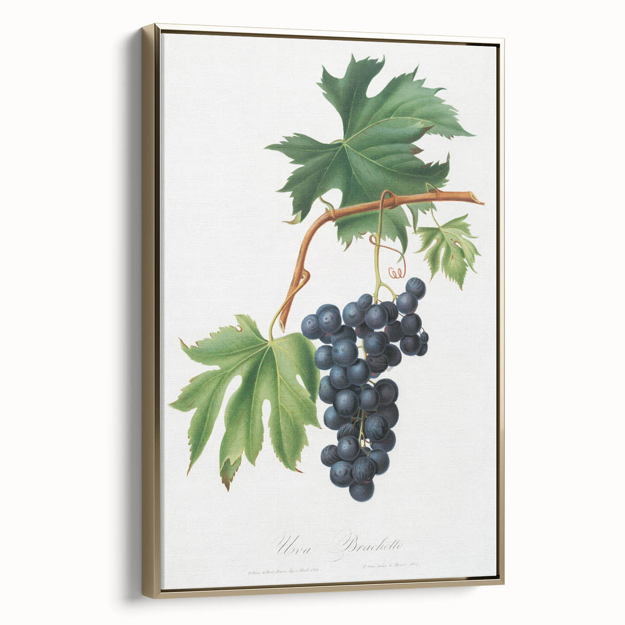 Romanticism Art: Brachetto Grape Botanical Illustration Canvas Print
