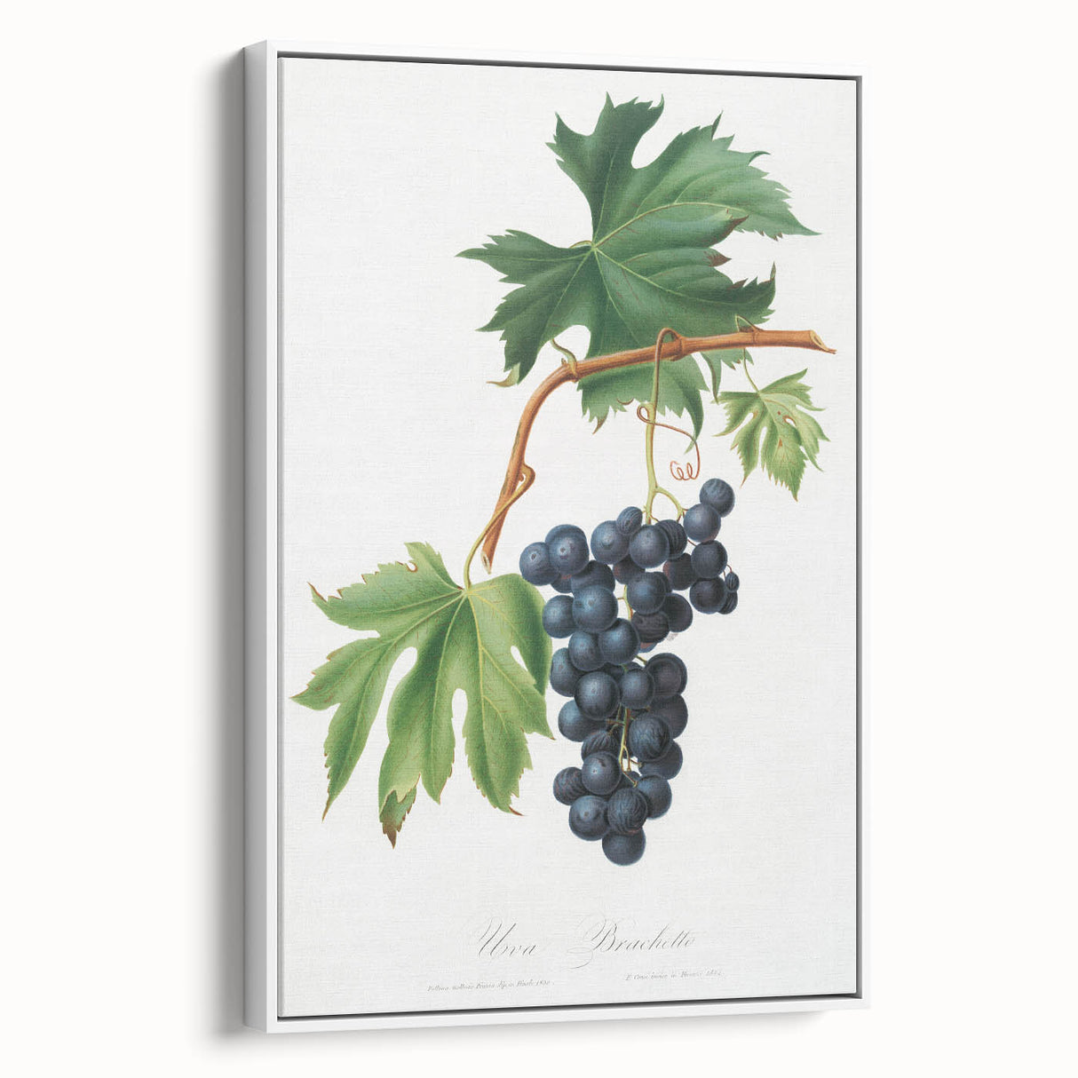 Romanticism Art: Brachetto Grape Botanical Illustration Canvas Print
