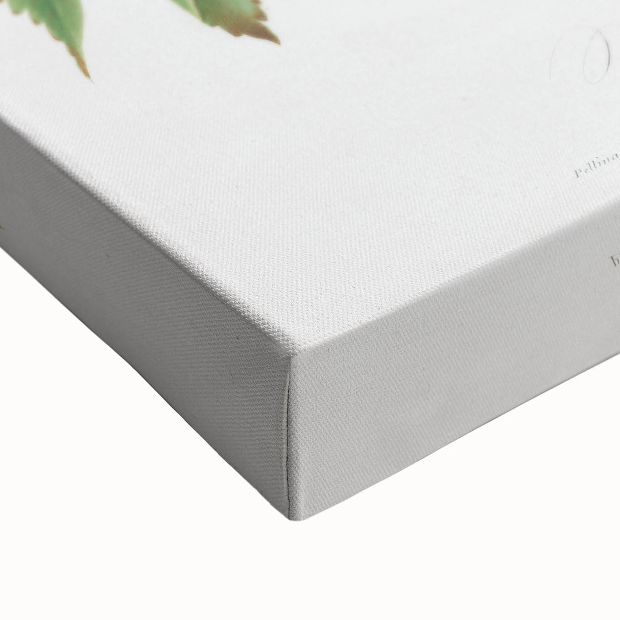 Romanticism Art: Brachetto Grape Botanical Illustration Canvas Print