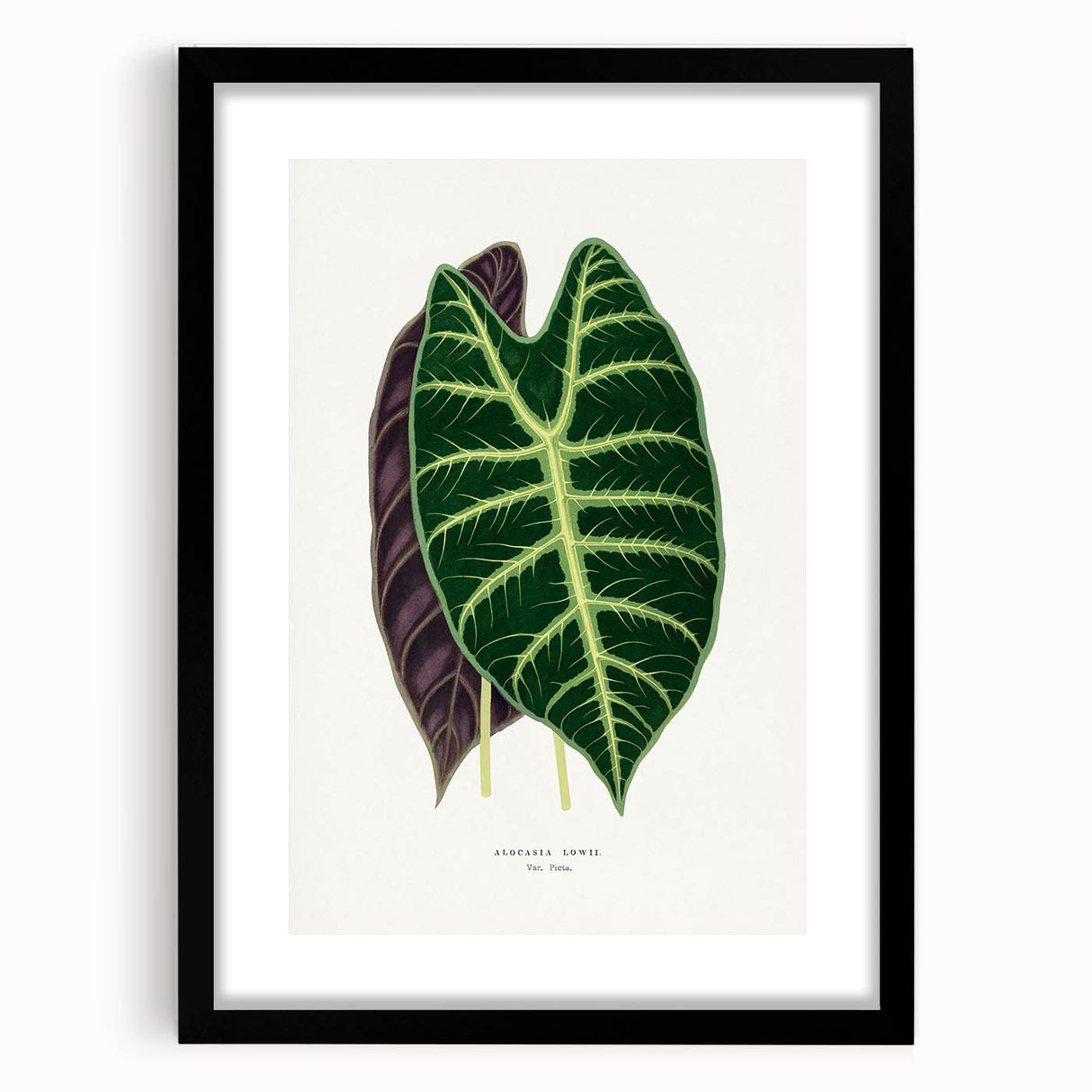 Romanticism Art: Alocasia Leaf Botanical Illustration Canvas Print