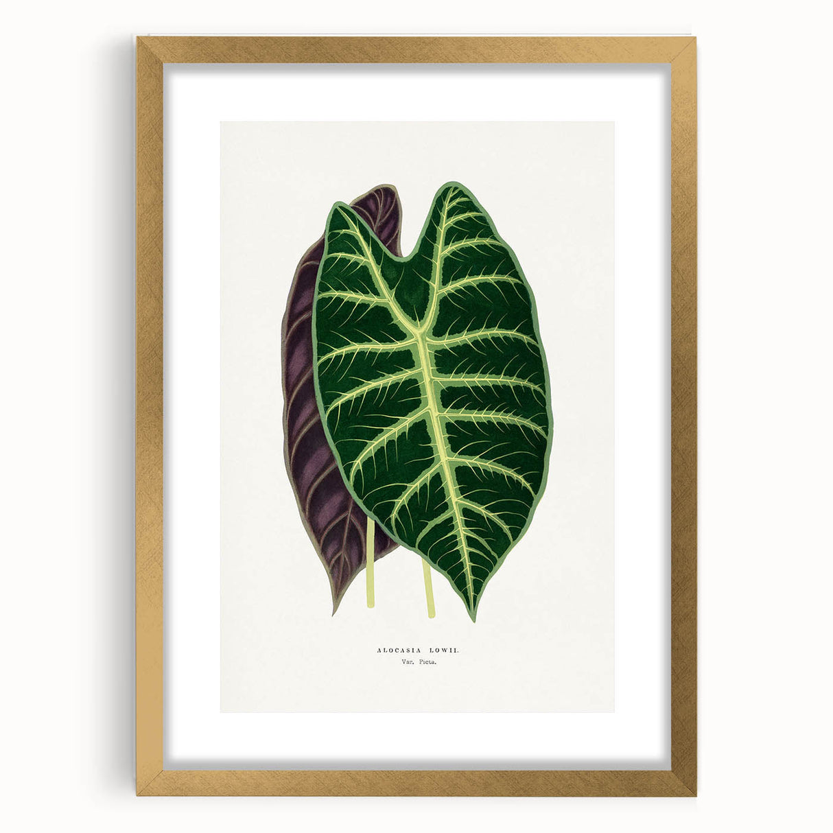 Romanticism Art: Alocasia Leaf Botanical Illustration Canvas Print