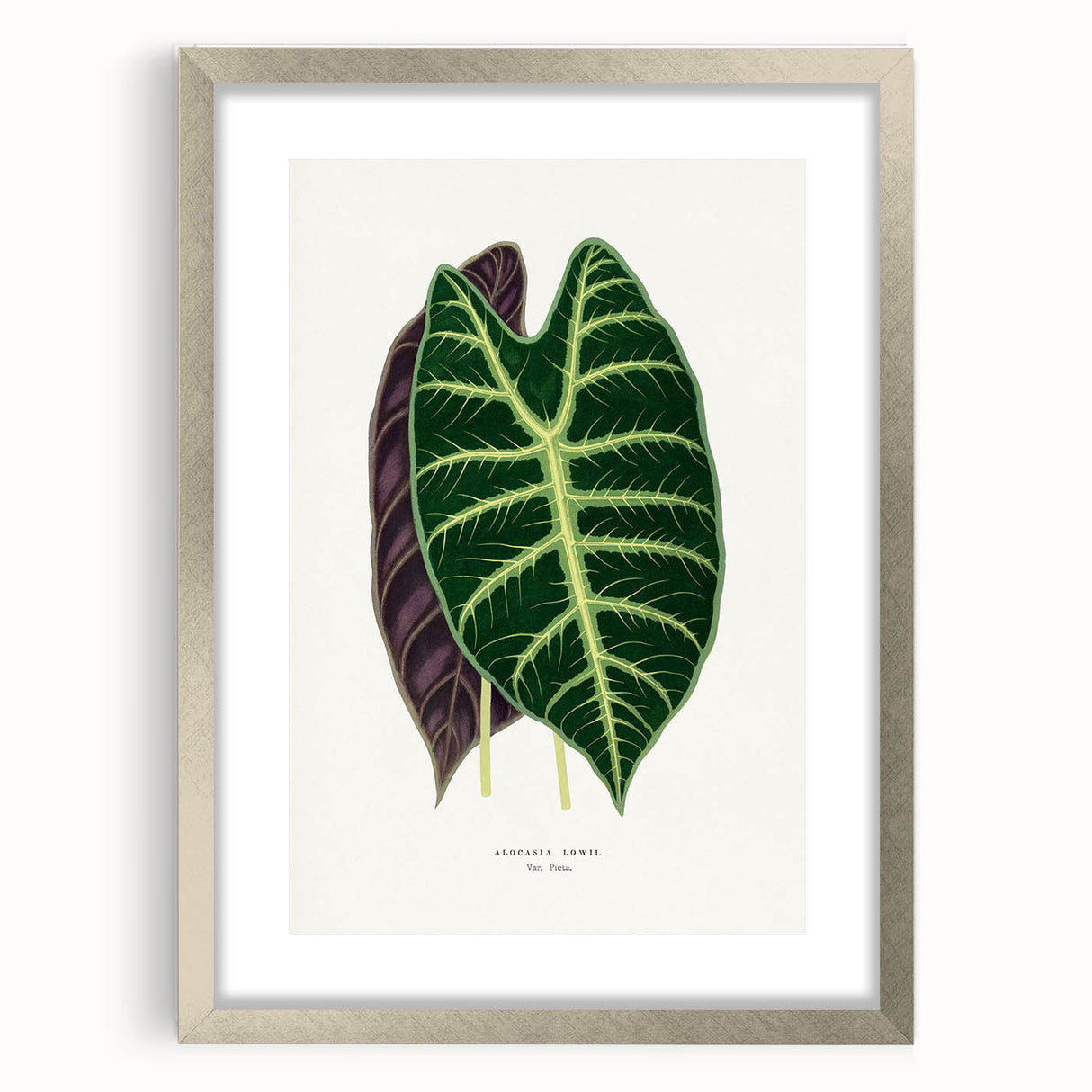 Romanticism Art: Alocasia Leaf Botanical Illustration Canvas Print