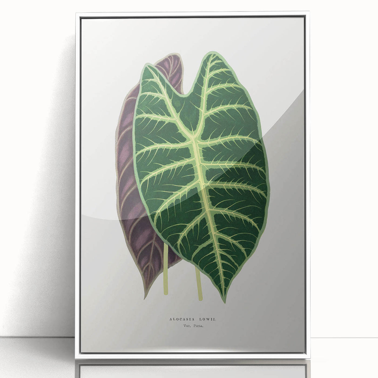 Romanticism Art: Alocasia Leaf Botanical Illustration Canvas Print
