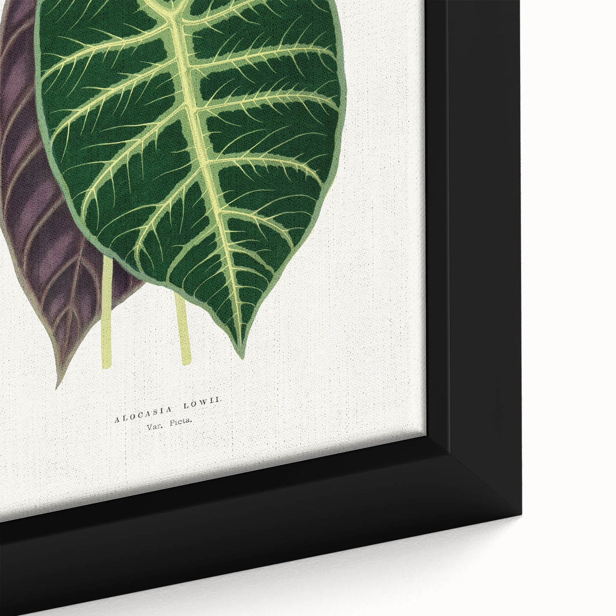 Romanticism Art: Alocasia Leaf Botanical Illustration Canvas Print