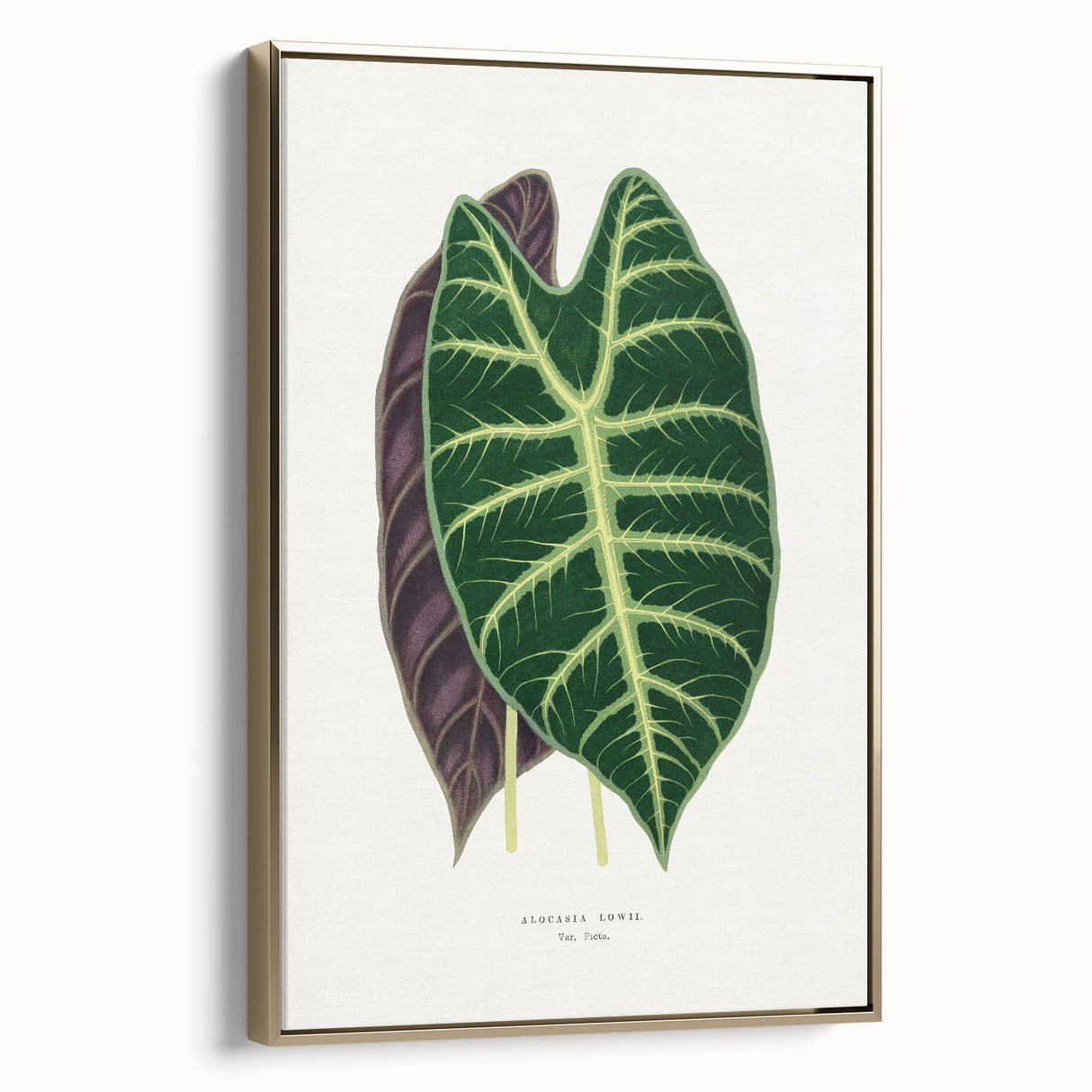 Romanticism Art: Alocasia Leaf Botanical Illustration Canvas Print