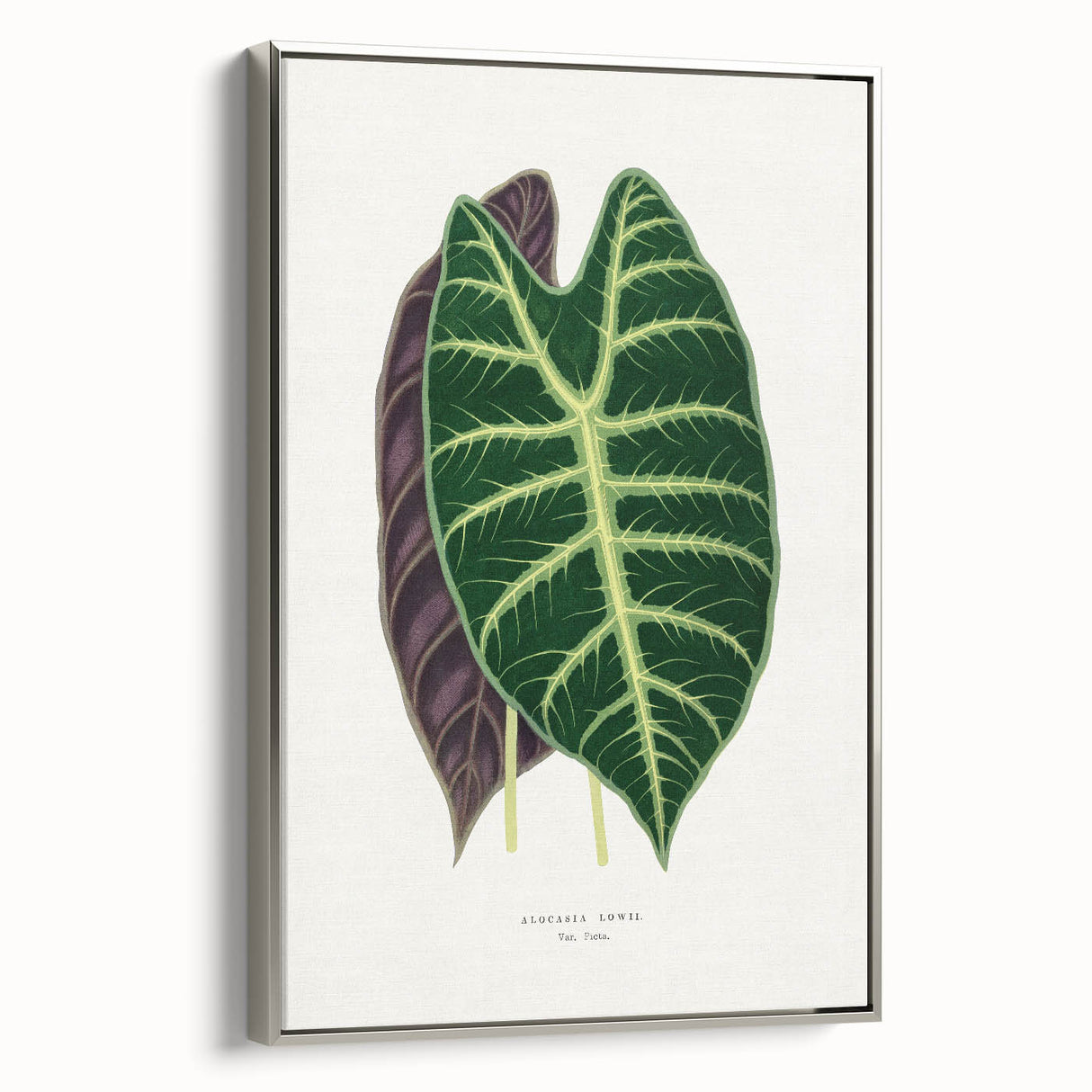 Romanticism Art: Alocasia Leaf Botanical Illustration Canvas Print