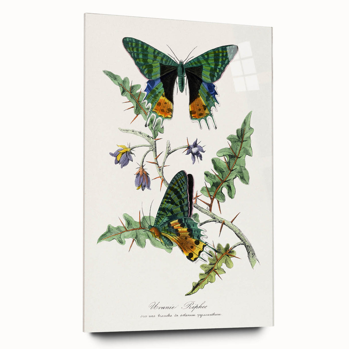 Romanticism Art: Vibrant Butterfly Illustration Canvas Print