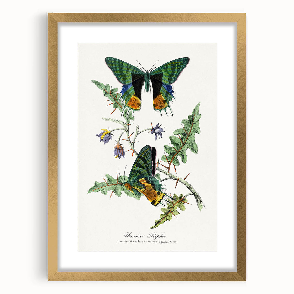 Romanticism Art: Vibrant Butterfly Illustration Canvas Print