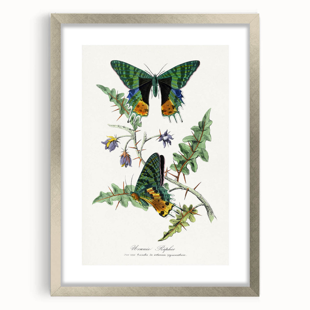 Romanticism Art: Vibrant Butterfly Illustration Canvas Print