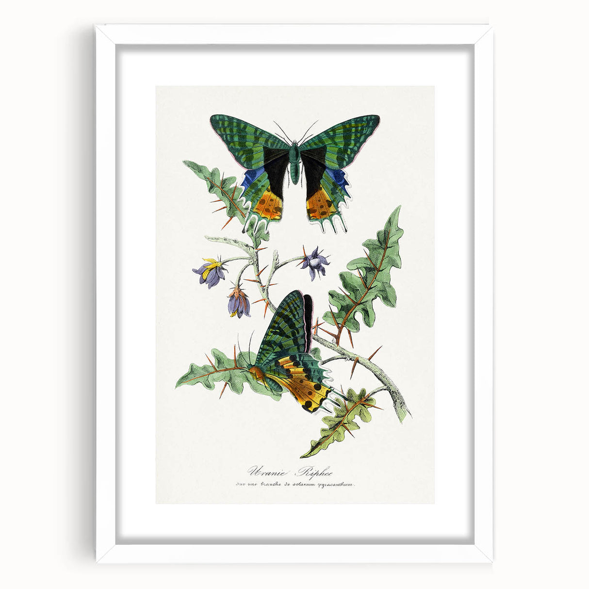 Romanticism Art: Vibrant Butterfly Illustration Canvas Print