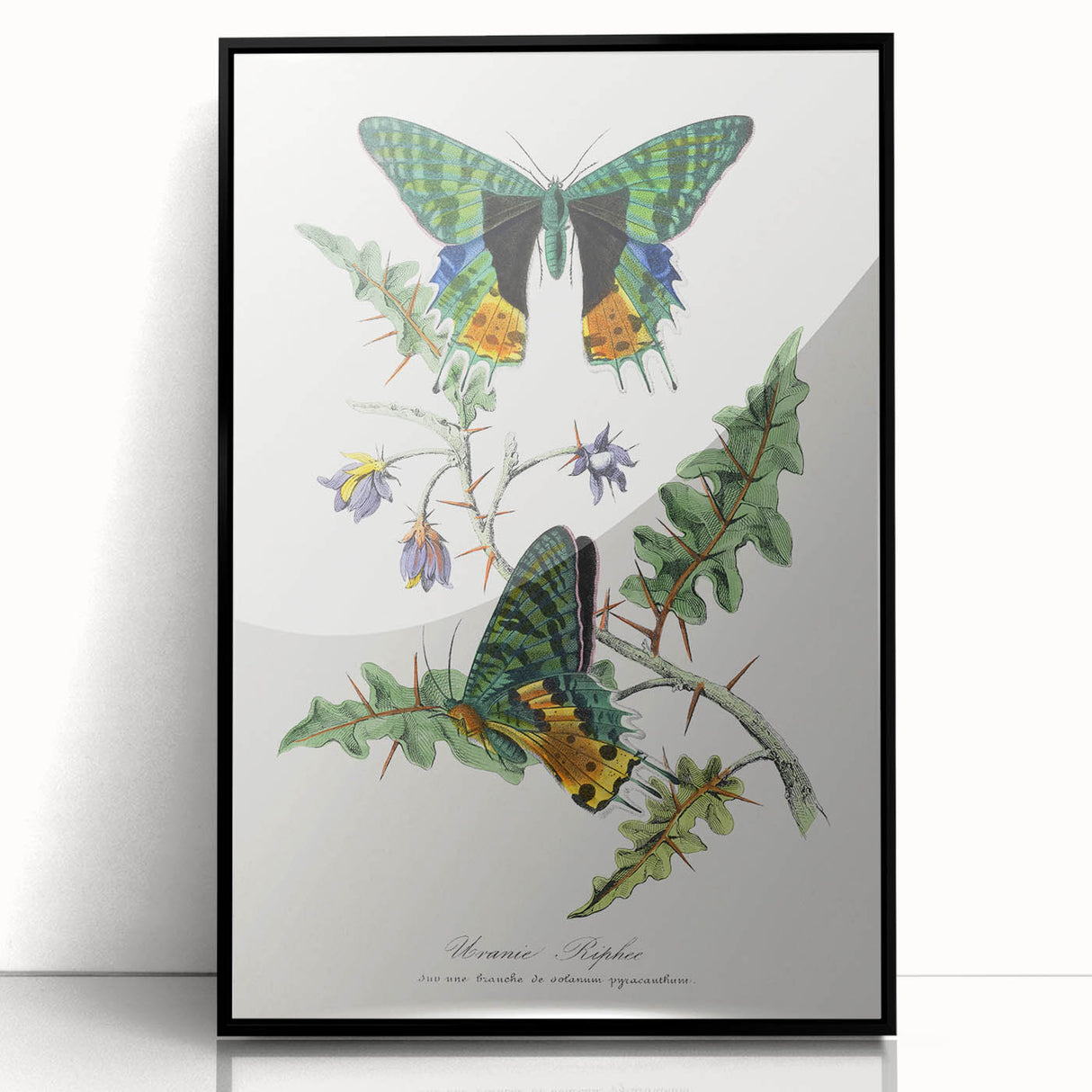 Romanticism Art: Vibrant Butterfly Illustration Canvas Print