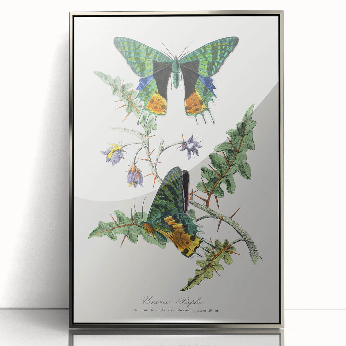 Romanticism Art: Vibrant Butterfly Illustration Canvas Print