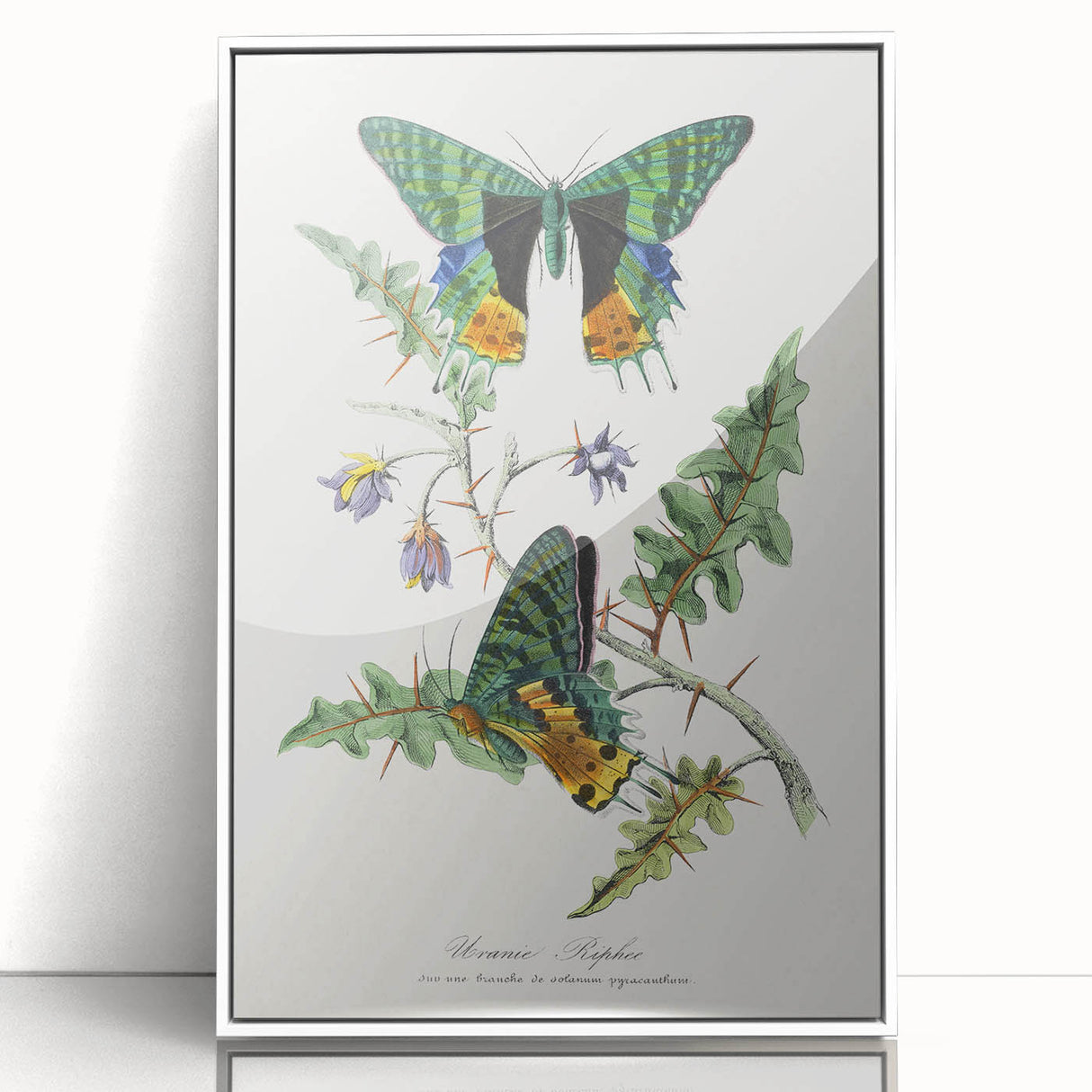 Romanticism Art: Vibrant Butterfly Illustration Canvas Print