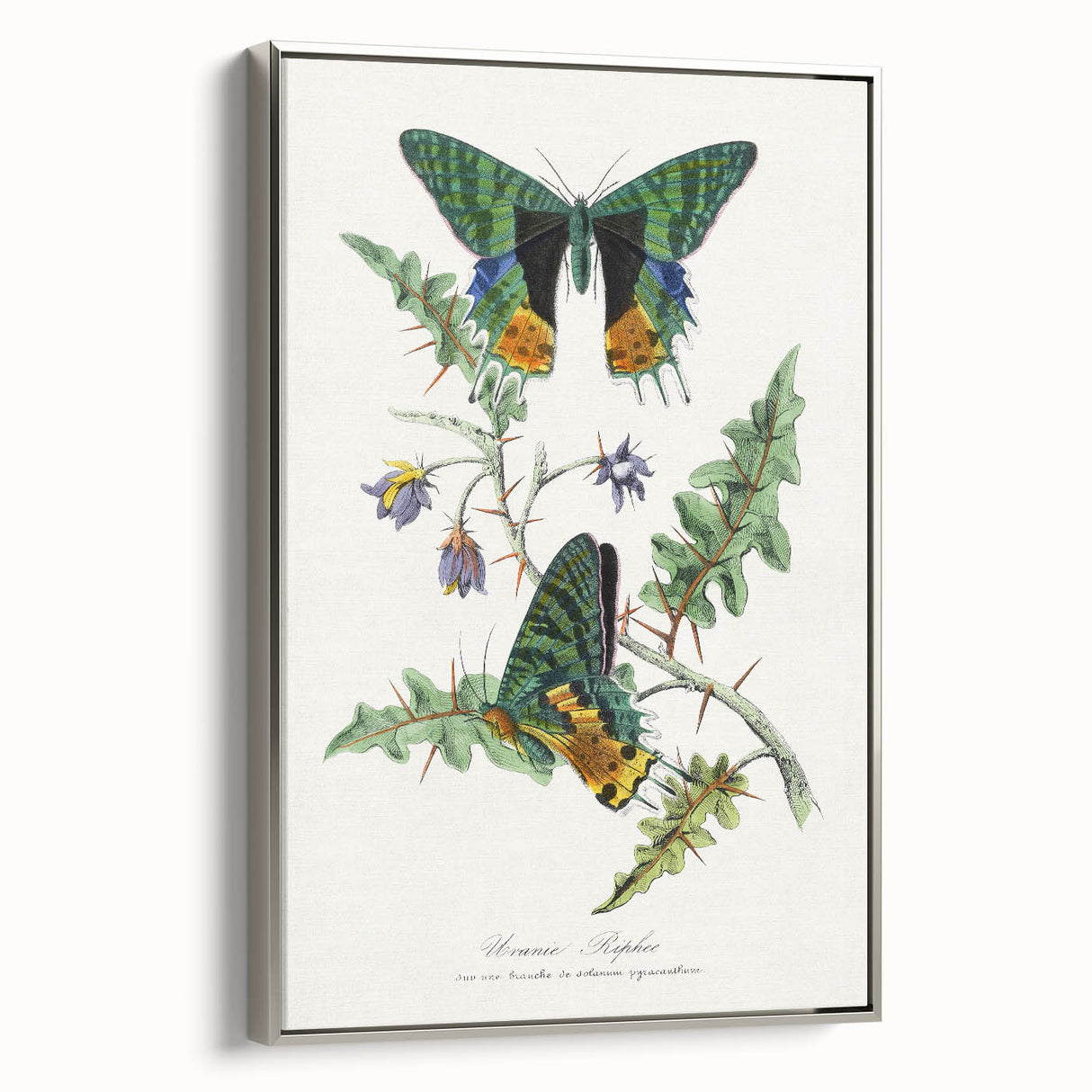 Romanticism Art: Vibrant Butterfly Illustration Canvas Print