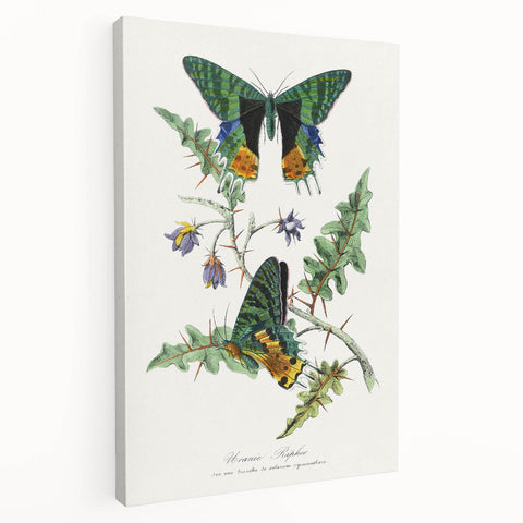 Romanticism Art: Vibrant Butterfly Illustration Canvas Print