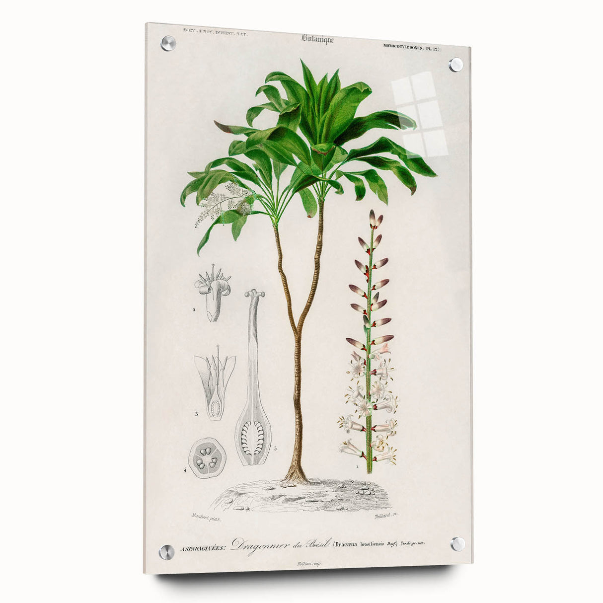 Romanticism Art: Dracaena Brasiliensis Botanical Illustration Canvas