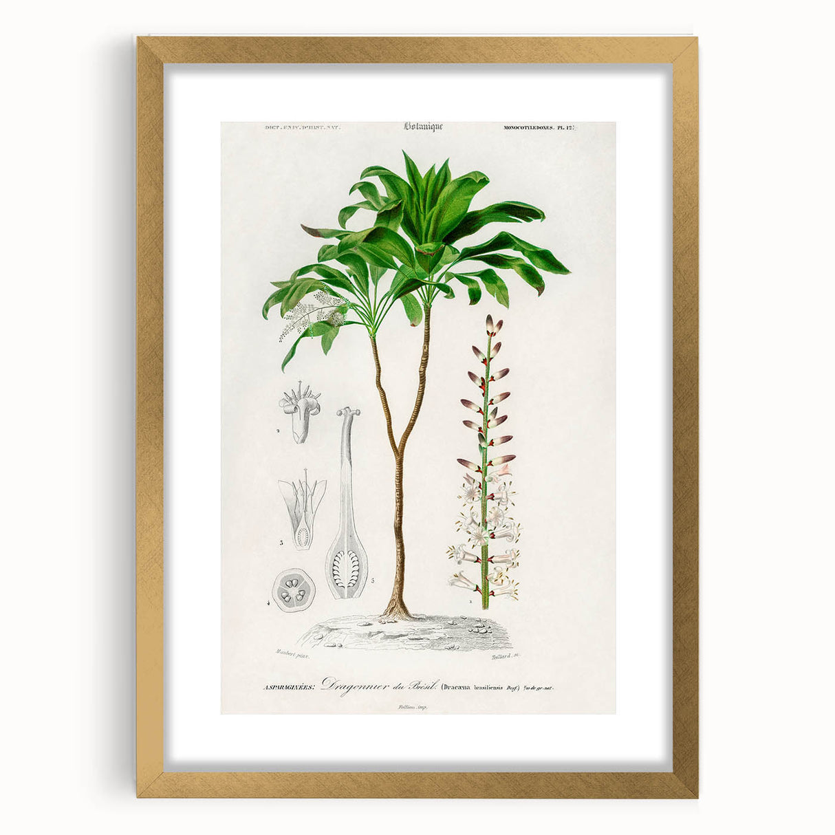 Romanticism Art: Dracaena Brasiliensis Botanical Illustration Canvas