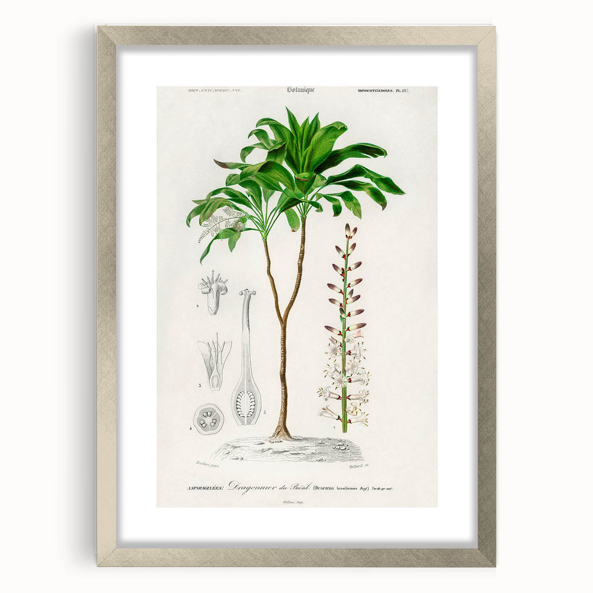 Romanticism Art: Dracaena Brasiliensis Botanical Illustration Canvas