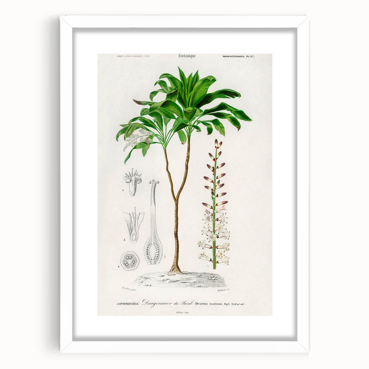 Romanticism Art: Dracaena Brasiliensis Botanical Illustration Canvas