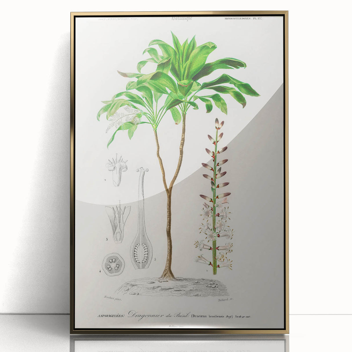Romanticism Art: Dracaena Brasiliensis Botanical Illustration Canvas