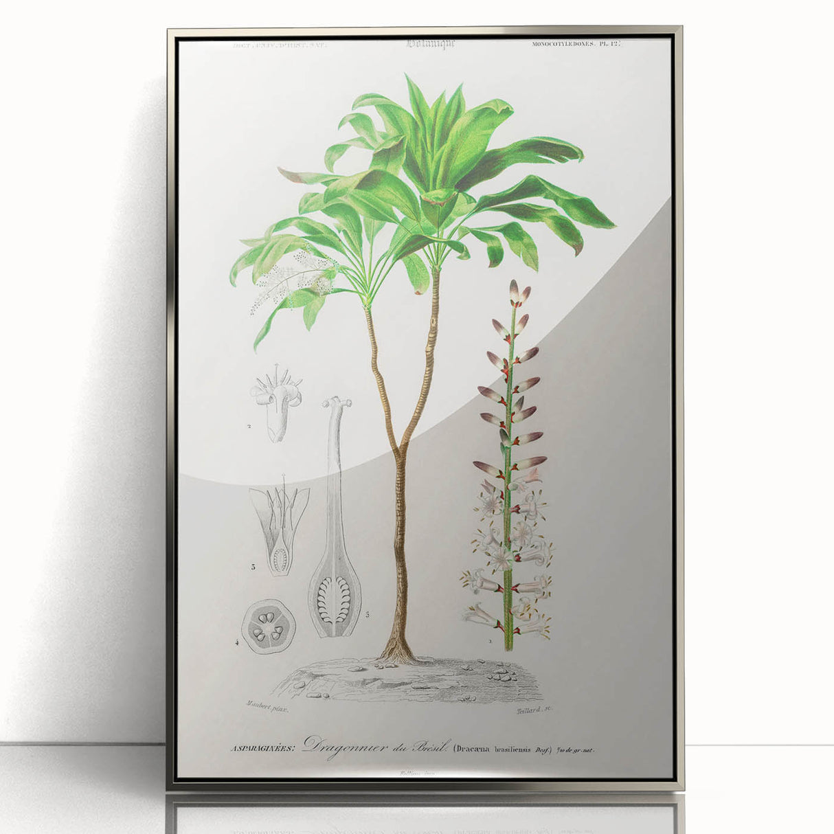 Romanticism Art: Dracaena Brasiliensis Botanical Illustration Canvas