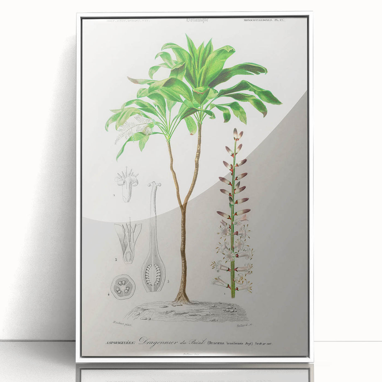 Romanticism Art: Dracaena Brasiliensis Botanical Illustration Canvas