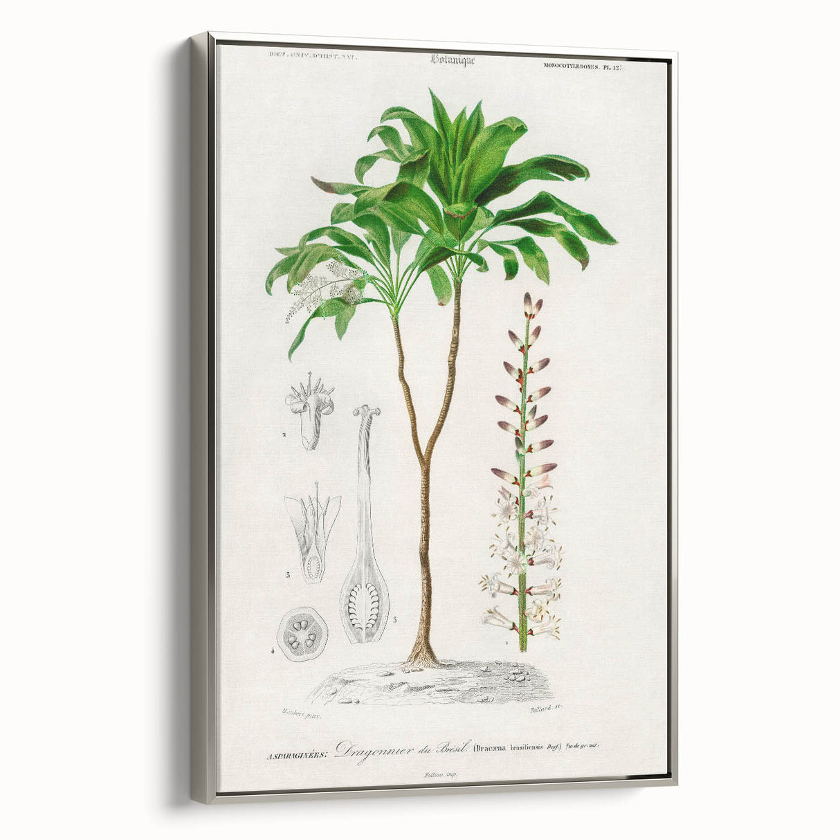 Romanticism Art: Dracaena Brasiliensis Botanical Illustration Canvas