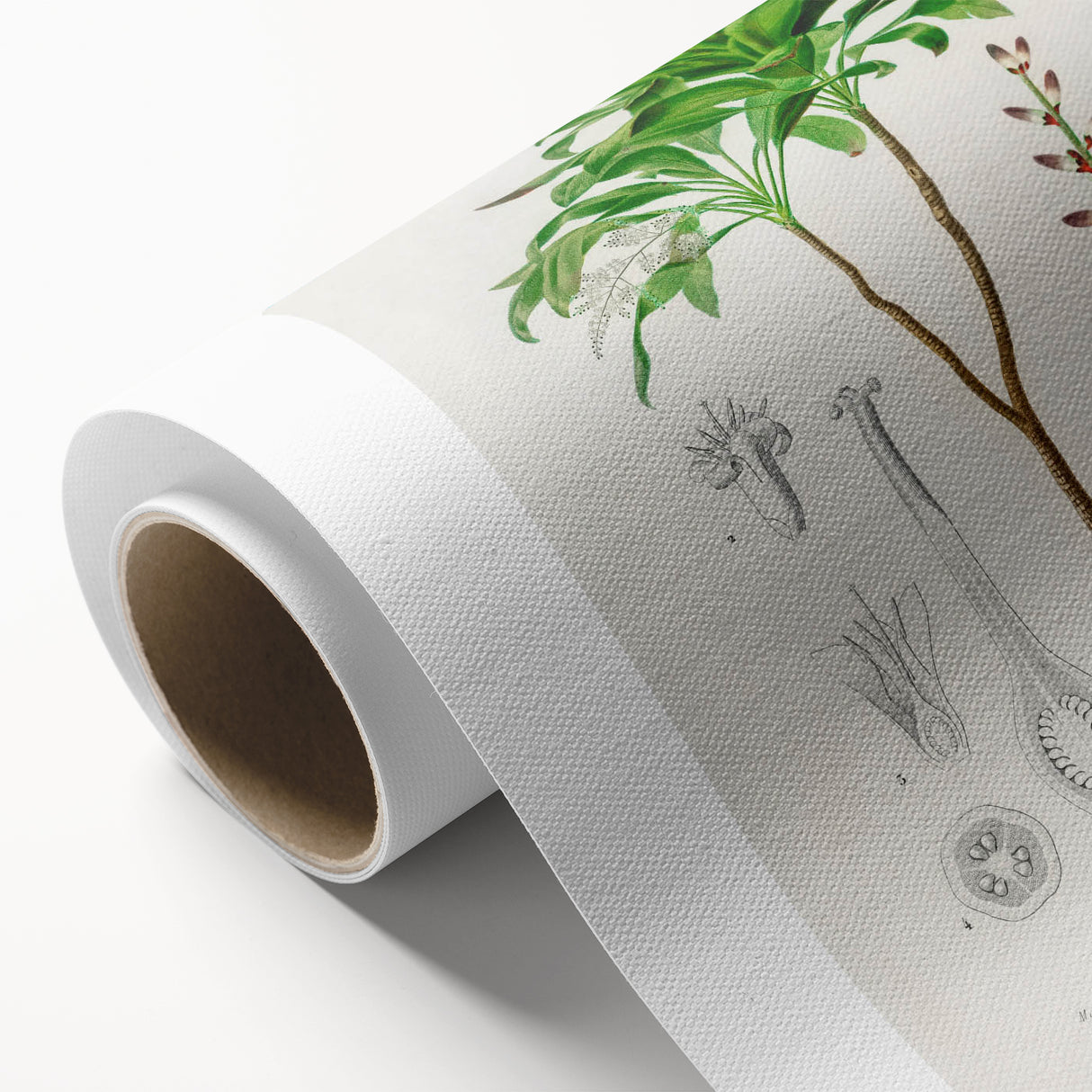 Romanticism Art: Dracaena Brasiliensis Botanical Illustration Canvas