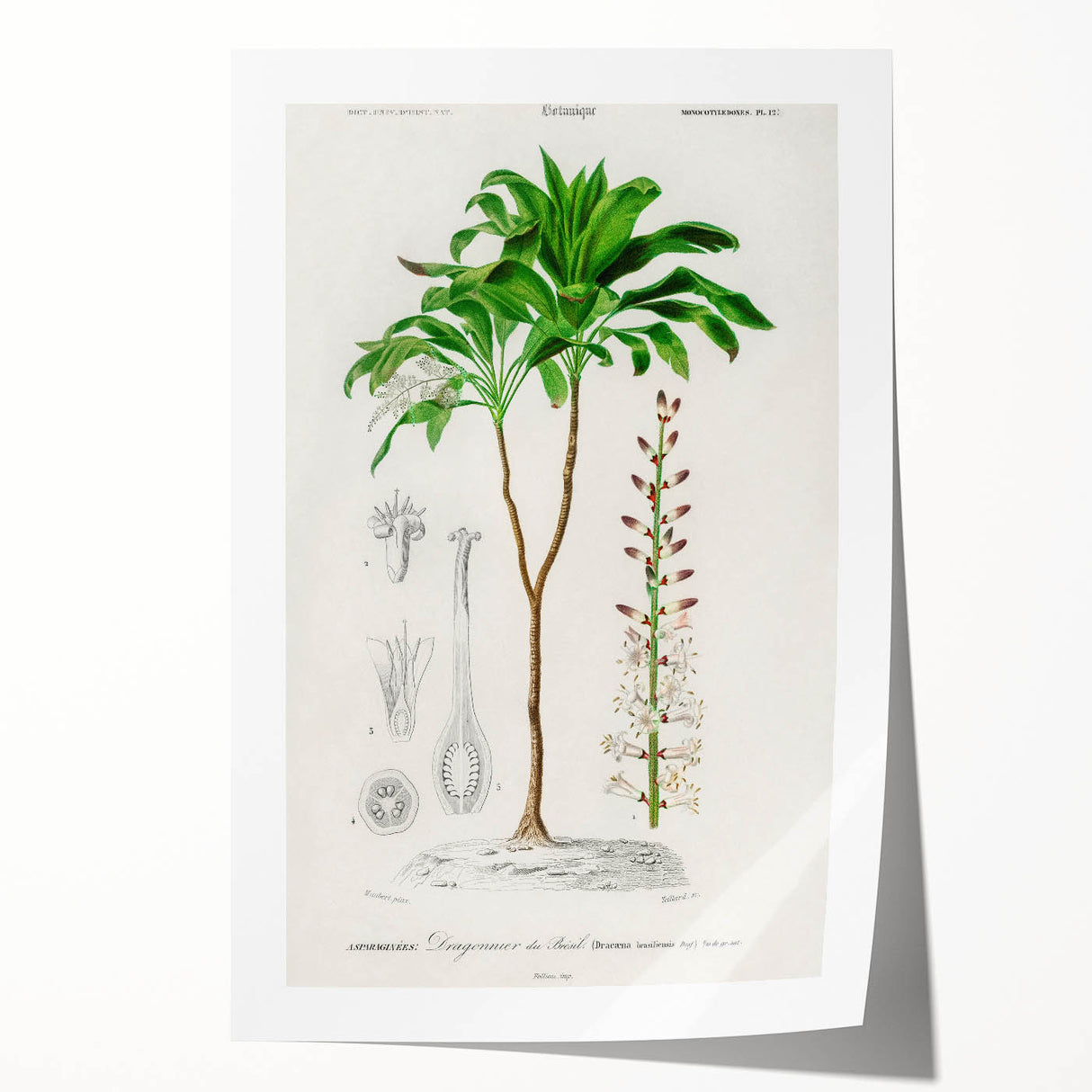 Romanticism Art: Dracaena Brasiliensis Botanical Illustration Canvas