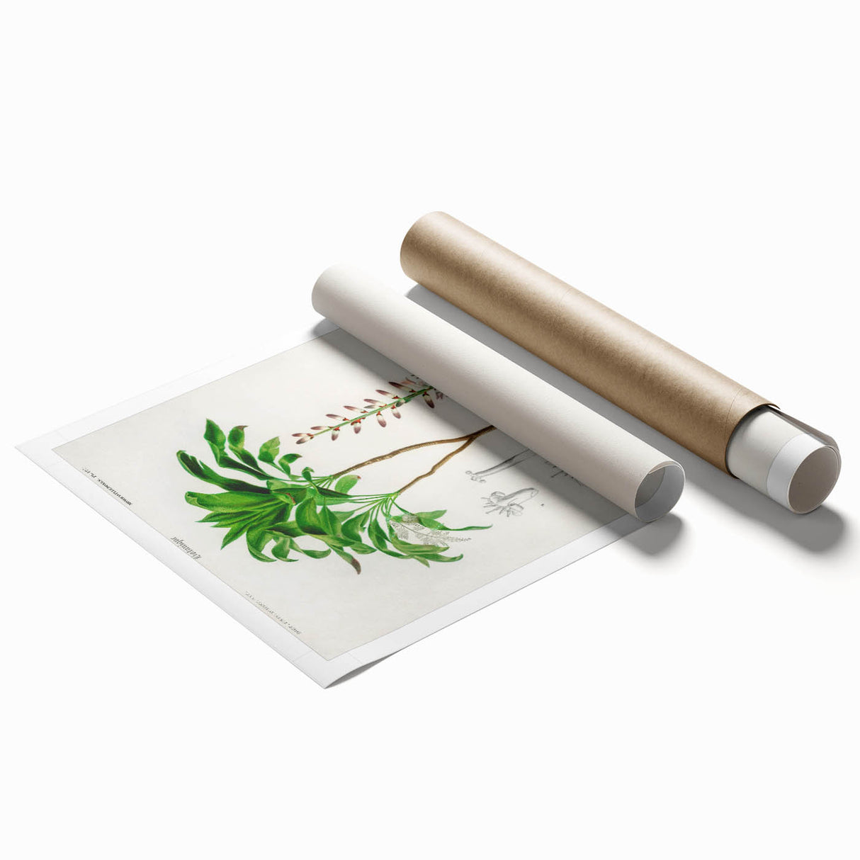 Romanticism Art: Dracaena Brasiliensis Botanical Illustration Canvas