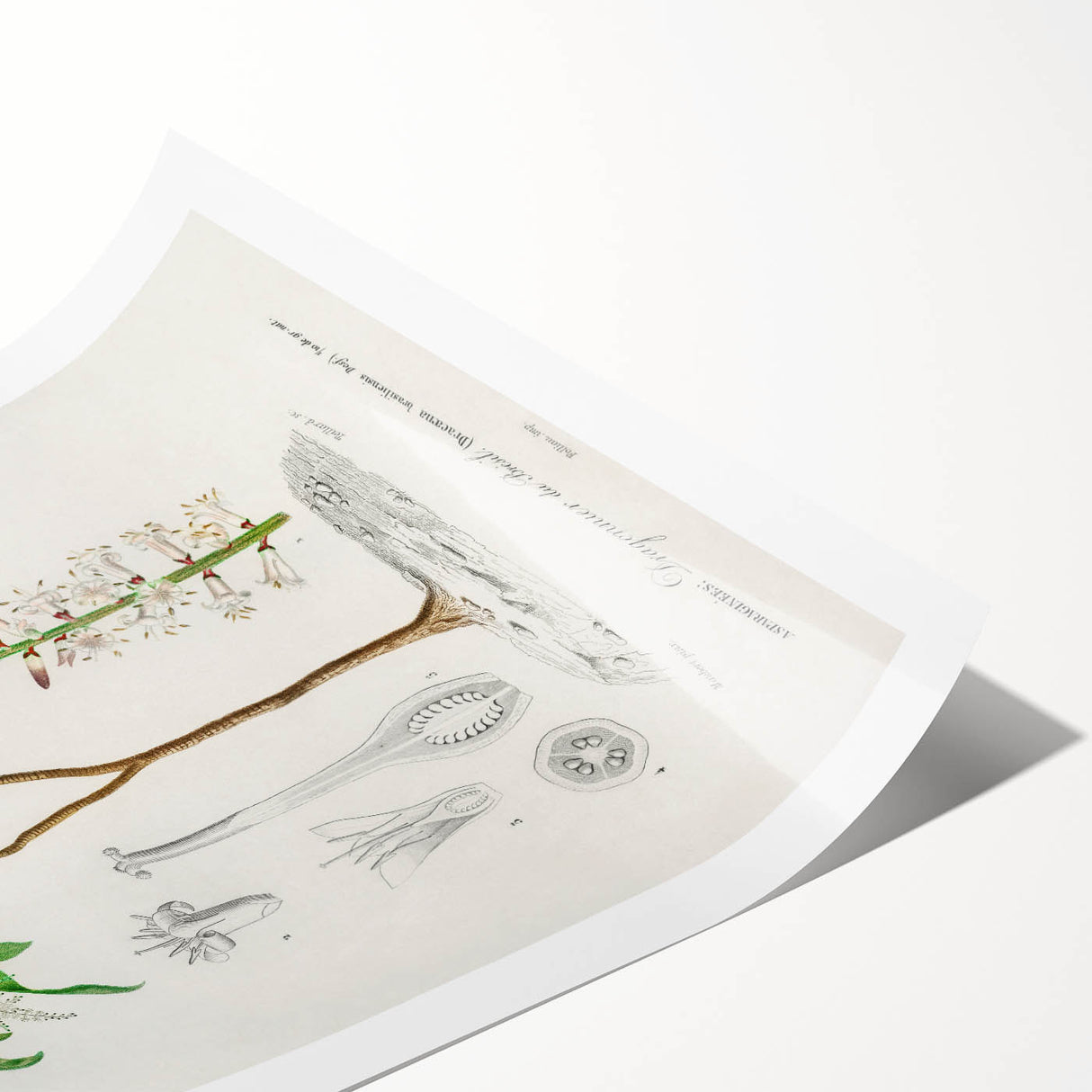 Romanticism Art: Dracaena Brasiliensis Botanical Illustration Canvas