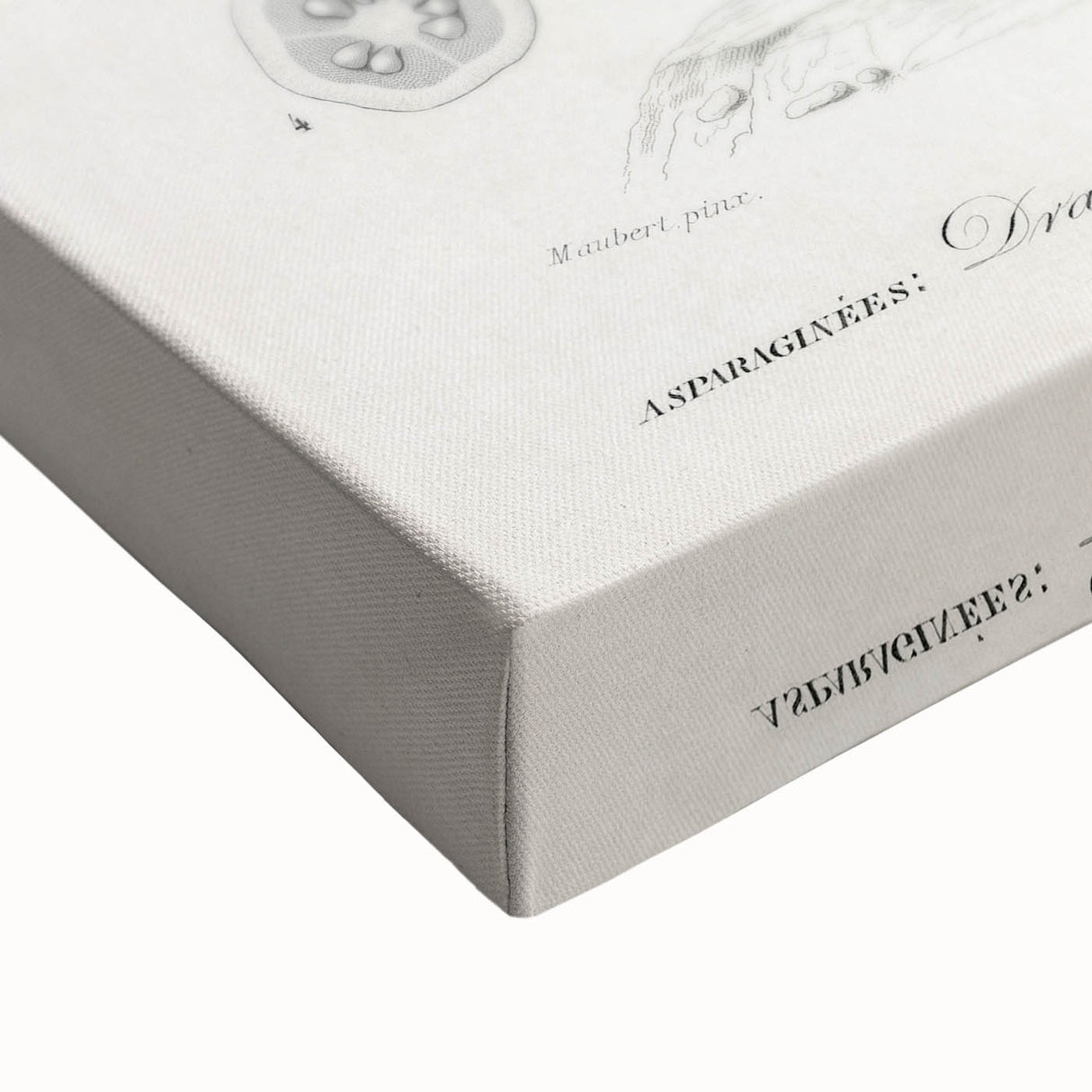 Romanticism Art: Dracaena Brasiliensis Botanical Illustration Canvas