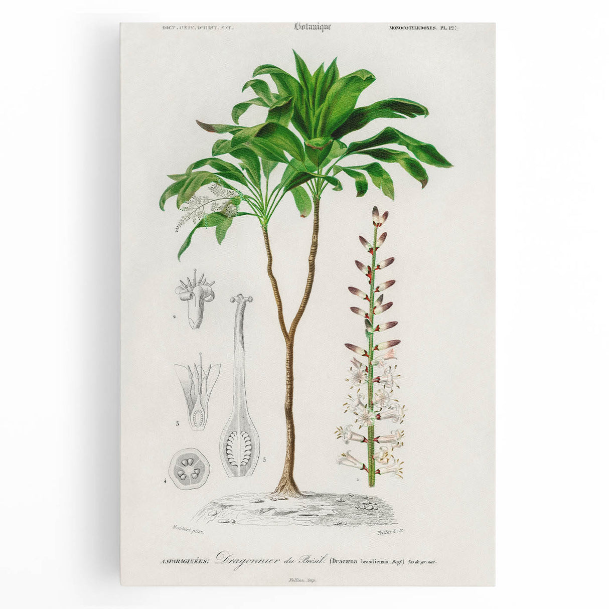 Romanticism Art: Dracaena Brasiliensis Botanical Illustration Canvas