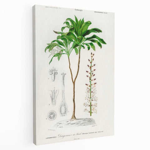 Romanticism Art: Dracaena Brasiliensis Botanical Illustration Canvas
