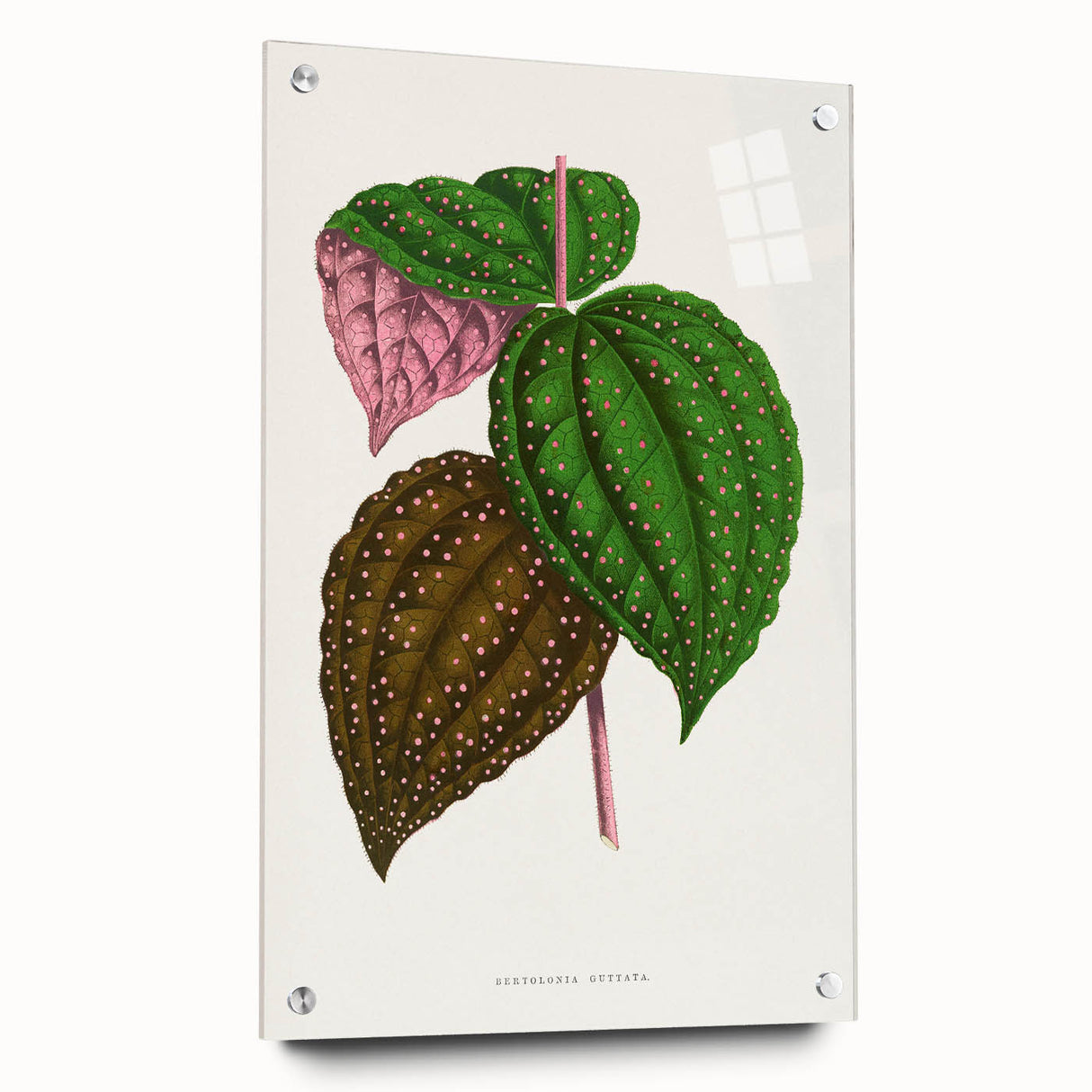 Romanticism Art: Bertolonia Guttata Botanical Illustration Canvas