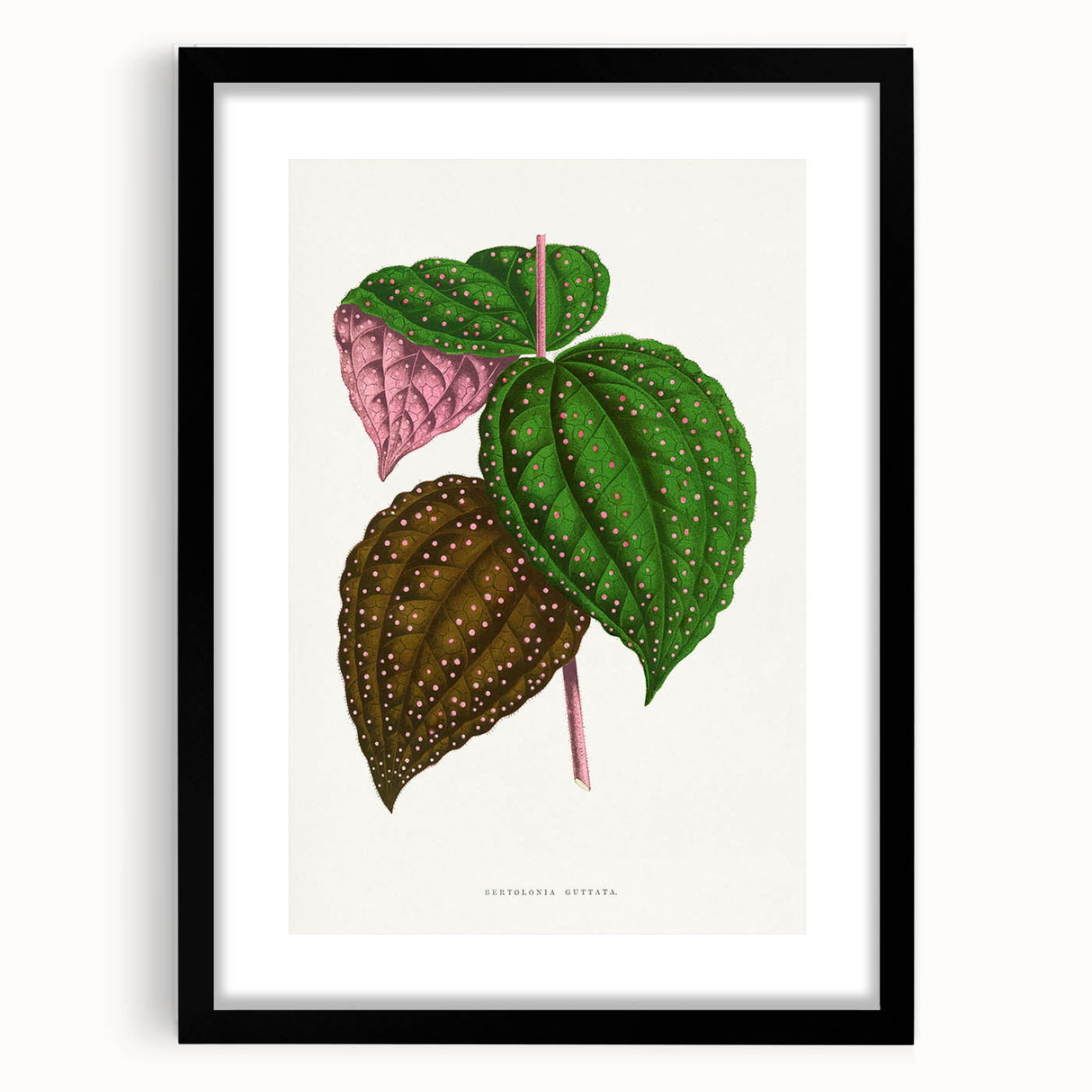 Romanticism Art: Bertolonia Guttata Botanical Illustration Canvas