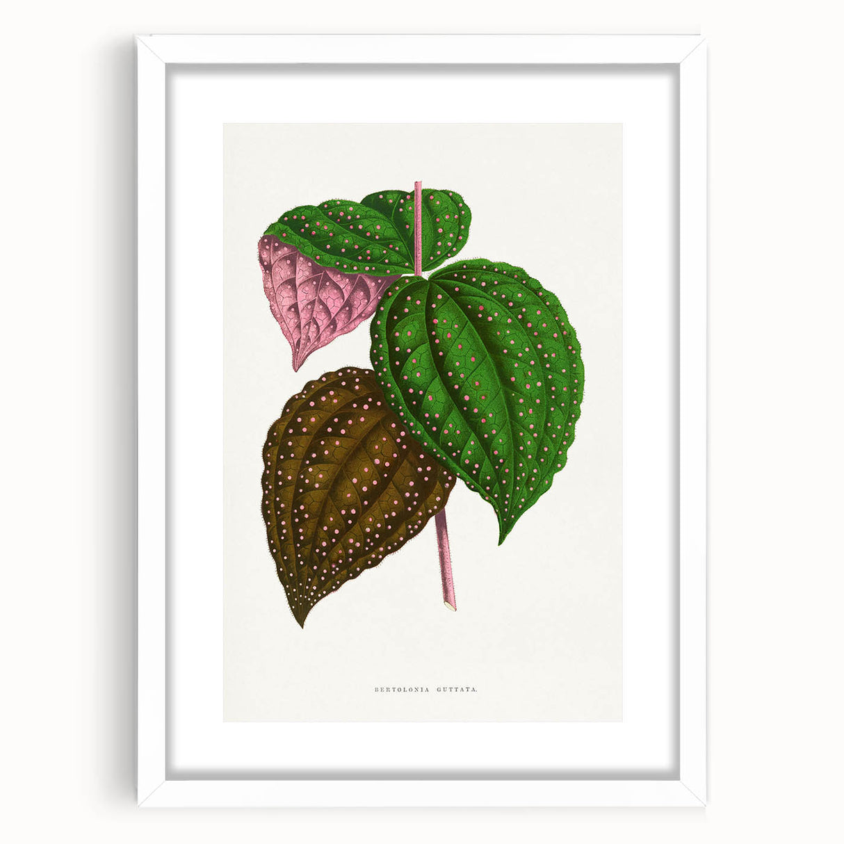 Romanticism Art: Bertolonia Guttata Botanical Illustration Canvas