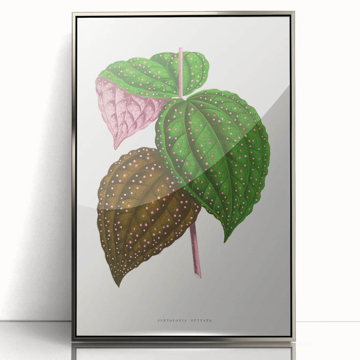 Romanticism Art: Bertolonia Guttata Botanical Illustration Canvas